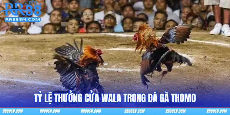 Tỷ lệ thưởng cửa Wala trong Đá gà Thomo